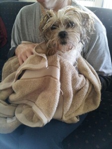 Dog Washing rub down with towel